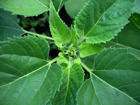 Summer start  blossoming of  sunflower  and green leaves                         の写真素材
