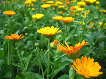 This is summer  blossoming of  calendula (marigold) flowers                            の写真素材