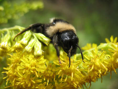 There are insect and plant  The insect  bumblebee  on flower 