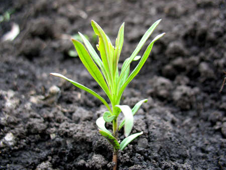 This is spring young sprout of plantの写真素材