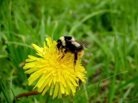 There are insect and plant  The insect  bumblebee  on flower 