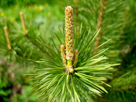 This is green  branch of fir  Close up