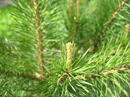 This is green  branch of fir  Close up