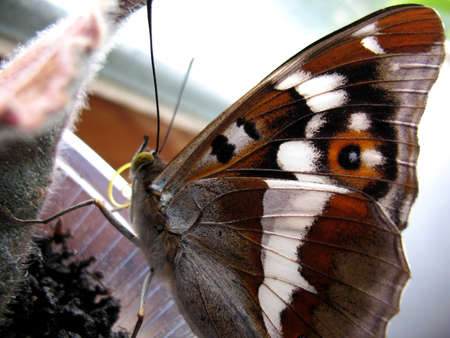 There are insect and glass window  Closeup