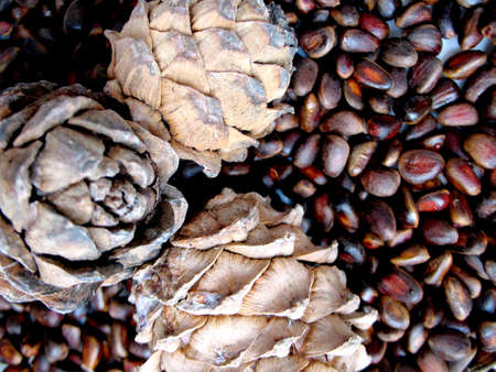 There are brown natural cedar nuts and cones. Closeup.