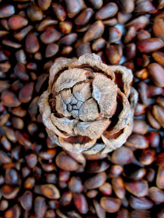 There are brown natural cedar nuts and cone. Closeup.