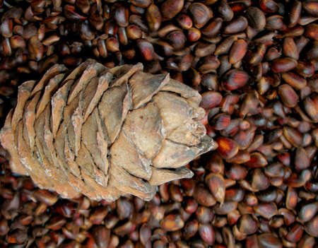 There are brown natural cedar nuts and cone. Closeup.
