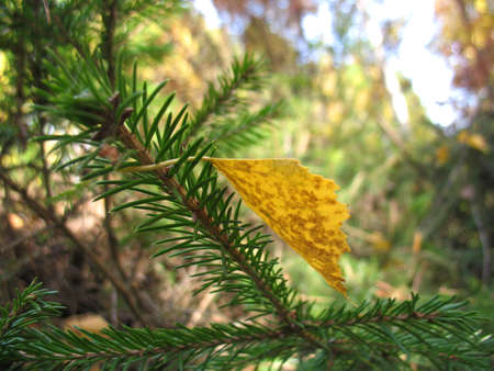 There are yellow autumn leaves and fir