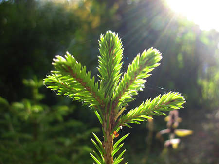 This is green  branch of fir. Close up