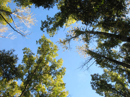 There are blue sky, birch and green pine