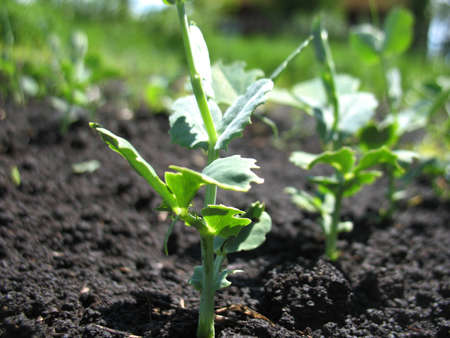 This is spring young sprout of plant (pea)