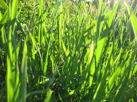 This is field of summer green grass