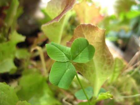This is  summer green grass of lettuce