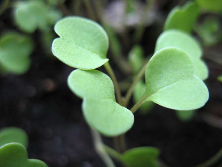 There  are green leaves of a plant. Macroの写真素材