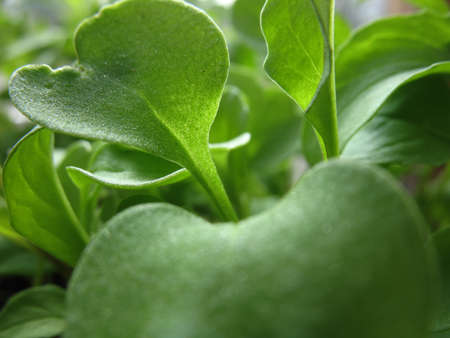 There  are green leaves and branches of a saladの写真素材