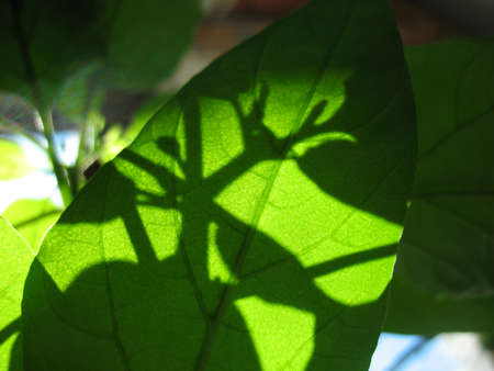 There  are green leaves, sunlight and shadow