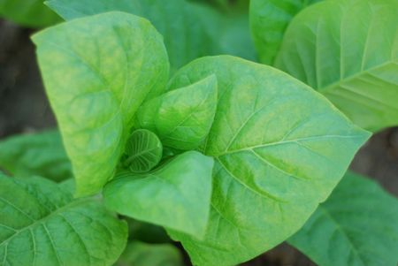 green background  of tobacco close-up. agriculture plantの写真素材