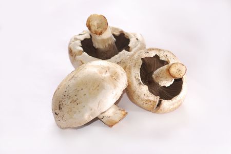 three mushrooms (fungus) on white backgroundの写真素材