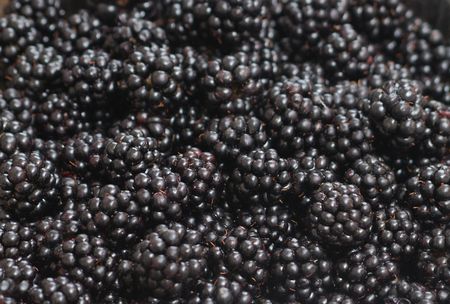 juicy fresh blackberries fruits for jam