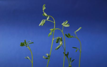peas leaves on blue backgroundの写真素材