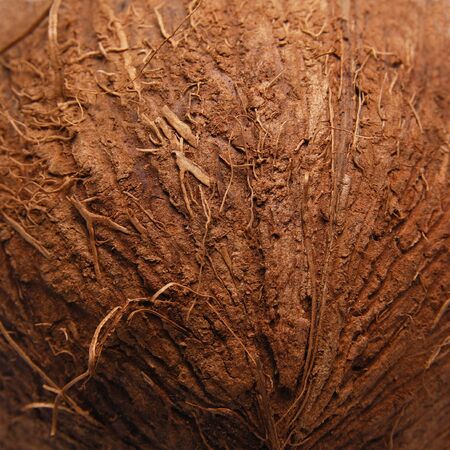 coconut surface, の写真素材