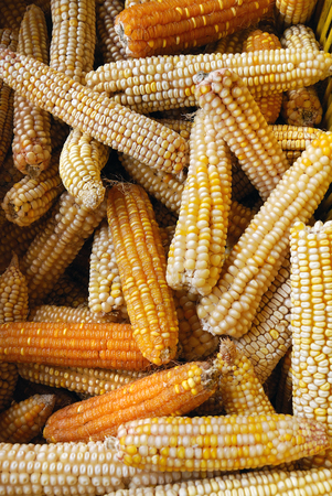 Group of dry sweetcorn. real bio food seeds