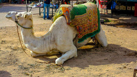 camel for turist on Moroccoのeditorial素材