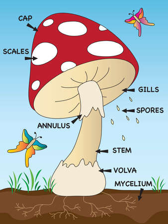 illustration of mushroom structure for schoolの写真素材