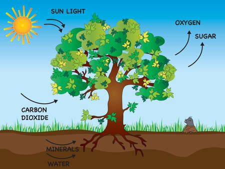 illustration of photosynthesis with treeの写真素材