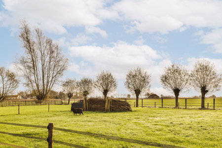 some cows in a field with trees and grass behind them on a fenced off area that has been mowedged by theの写真素材