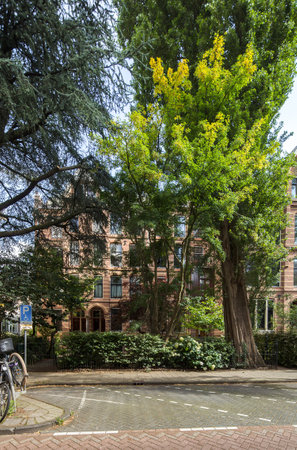 a tree in the middle of a street with a bike parked next to it and a building on the other sideのeditorial素材