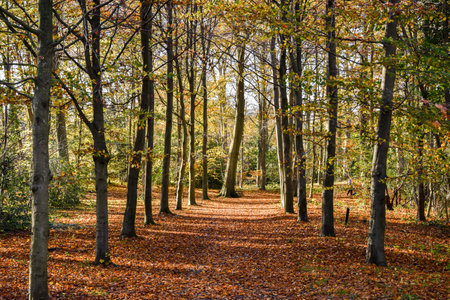 an autumn forest with leaves on the ground and trees in the fore - image was taken from my own photoのeditorial素材