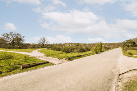 a road in the middle of an open area with trees and bushes on both sides, under a cloudy blue skyの写真素材