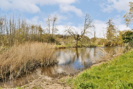 a small river surrounded by tall grass and dead trees with blue sky in the background photo taken on an autumn dayの写真素材