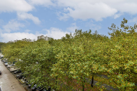 A vibrant display of lush green trees lining a city street, contrasting against urban buildings and a clear blue sky, creating a refreshing urban landscape.の写真素材