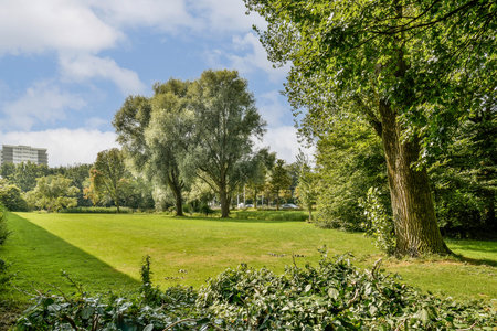A serene park scene showcasing vibrant greenery, towering trees, and a clear blue sky, inviting relaxation and tranquility in natures embrace.の写真素材