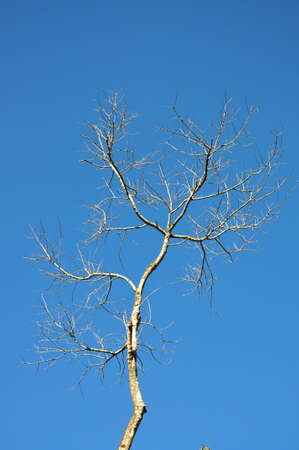 Dry branch of treeの写真素材