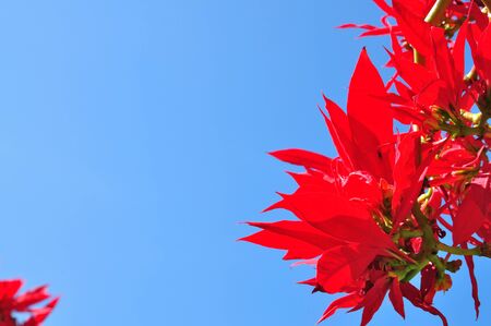 Red branch blue skyの写真素材