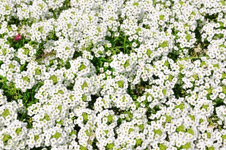 White Flower gardenの写真素材