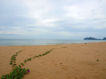 Leaves at sandy beachの写真素材