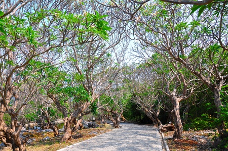 Walkway in the Parkの写真素材