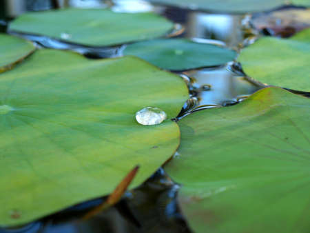 Drop lotus leafの写真素材