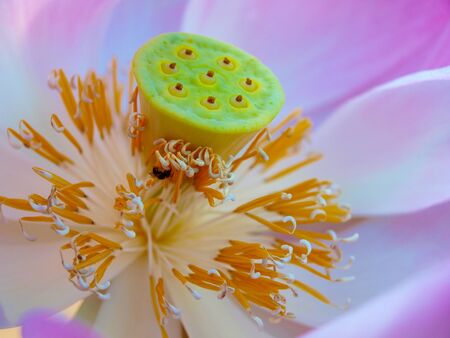 Pod of sacred lotusの写真素材