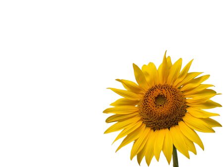 Sun flower sunflowerの写真素材