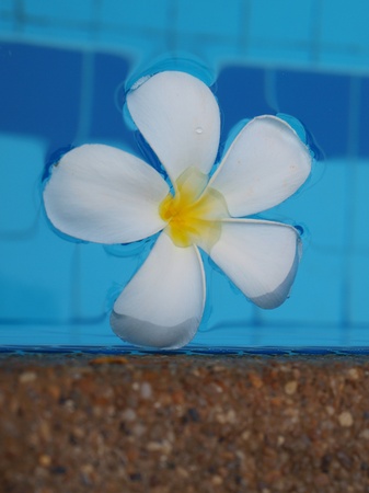frangipani plumeria on poolの写真素材