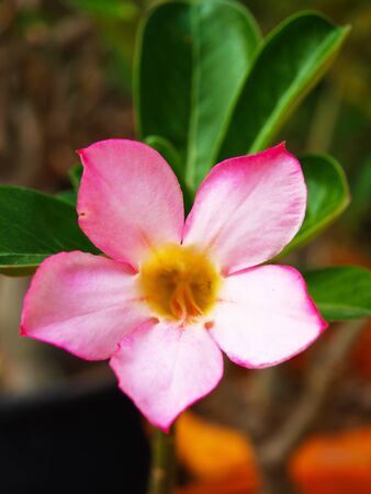 Flower Pink Adeniumの写真素材