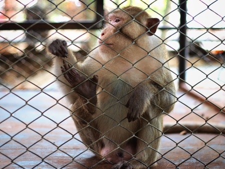 Sad monkey in jailの写真素材