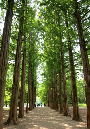 Two rows of trees at nami island , koreaの写真素材