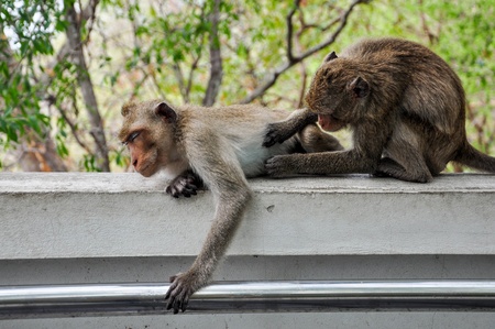 Two Monkeys find ticks 