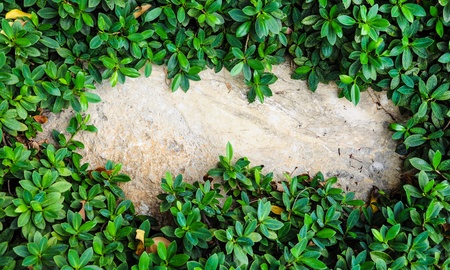 Natural leaves border on white backgroundの写真素材